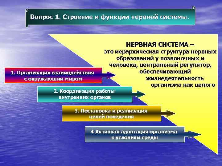 Вопрос 1. Строение и функции нервной системы. НЕРВНАЯ СИСТЕМА – 1. Организация взаимодействия с