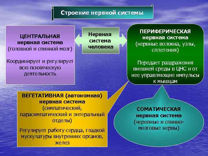 Строение нервной системы ЦЕНТРАЛЬНАЯ нервная система (головной и спинной мозг) Нервная система человека Координирует