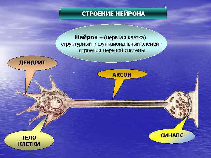 СТРОЕНИЕ НЕЙРОНА Нейрон – (нервная клетка) структурный и функциональный элемент строения нервной системы ДЕНДРИТ