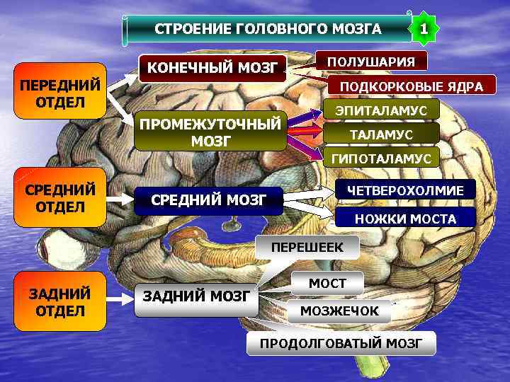 СТРОЕНИЕ ГОЛОВНОГО МОЗГА КОНЕЧНЫЙ МОЗГ ПЕРЕДНИЙ ОТДЕЛ 1 ПОЛУШАРИЯ ПОДКОРКОВЫЕ ЯДРА ПРОМЕЖУТОЧНЫЙ МОЗГ ЭПИТАЛАМУС