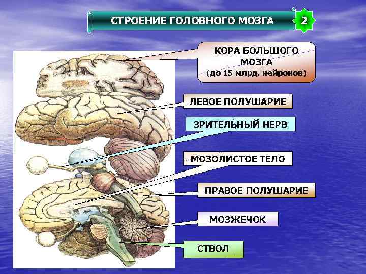 СТРОЕНИЕ ГОЛОВНОГО МОЗГА 2 КОРА БОЛЬШОГО МОЗГА (до 15 млрд. нейронов) ЛЕВОЕ ПОЛУШАРИЕ ЗРИТЕЛЬНЫЙ