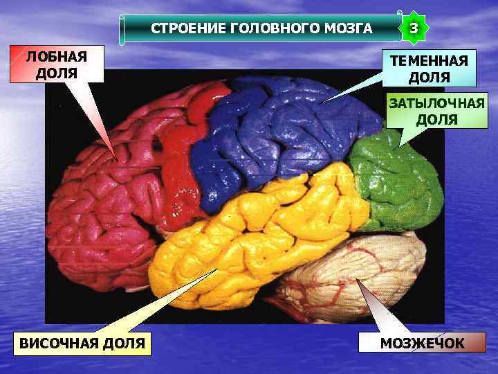 СТРОЕНИЕ ГОЛОВНОГО МОЗГА ЛОБНАЯ ДОЛЯ 3 ТЕМЕННАЯ ДОЛЯ ЗАТЫЛОЧНАЯ ДОЛЯ ВИСОЧНАЯ ДОЛЯ МОЗЖЕЧОК 