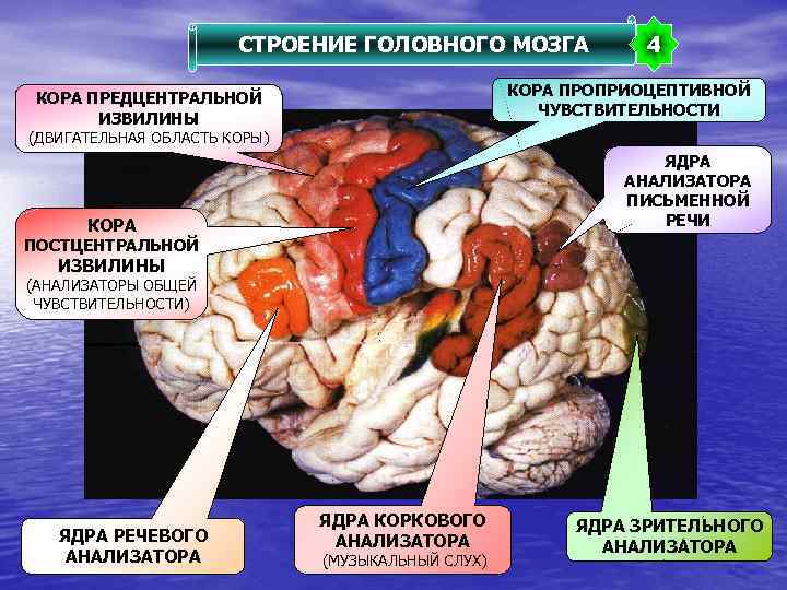 СТРОЕНИЕ ГОЛОВНОГО МОЗГА 4 КОРА ПРОПРИОЦЕПТИВНОЙ ЧУВСТВИТЕЛЬНОСТИ КОРА ПРЕДЦЕНТРАЛЬНОЙ ИЗВИЛИНЫ (ДВИГАТЕЛЬНАЯ ОБЛАСТЬ КОРЫ) ЯДРА