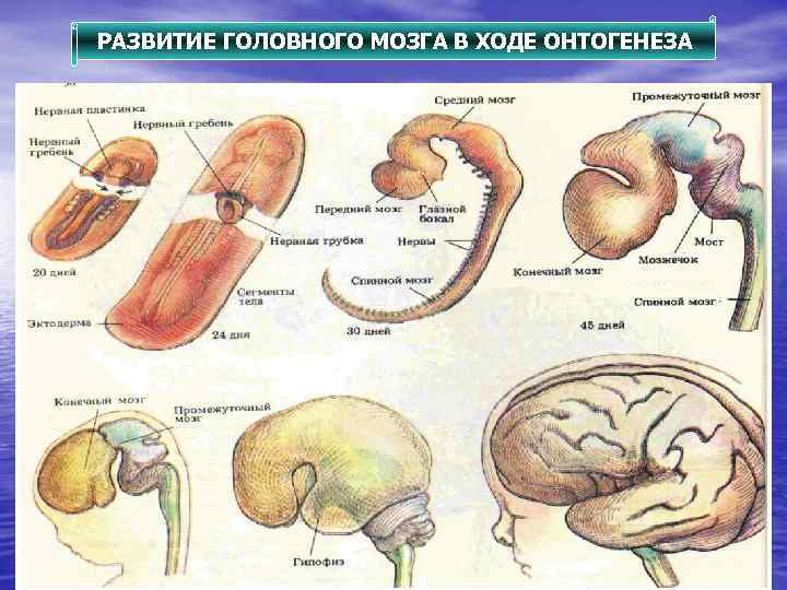 РАЗВИТИЕ ГОЛОВНОГО МОЗГА В ХОДЕ ОНТОГЕНЕЗА 
