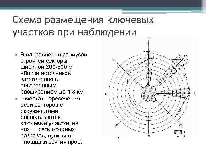 Схема размещения ключевых участков при наблюдении • В направлении радиусов строятся секторы шириной 200