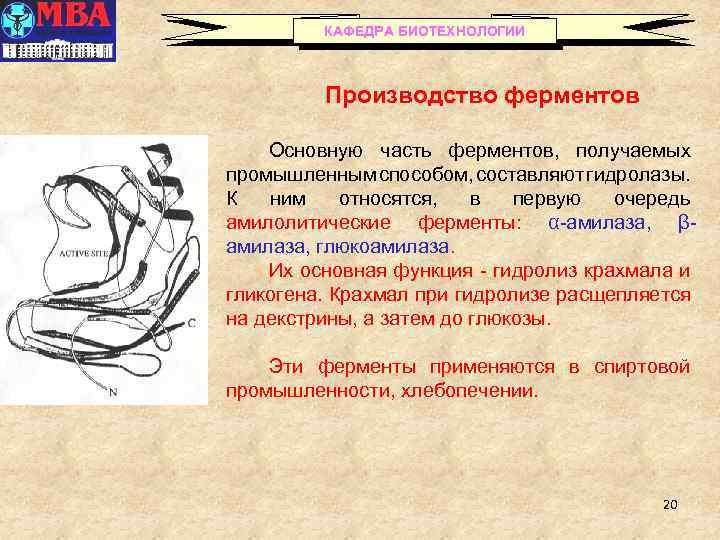 КАФЕДРА БИОТЕХНОЛОГИИ Производство ферментов Основную часть ферментов, получаемых промышленным способом, составляют гидролазы. К ним