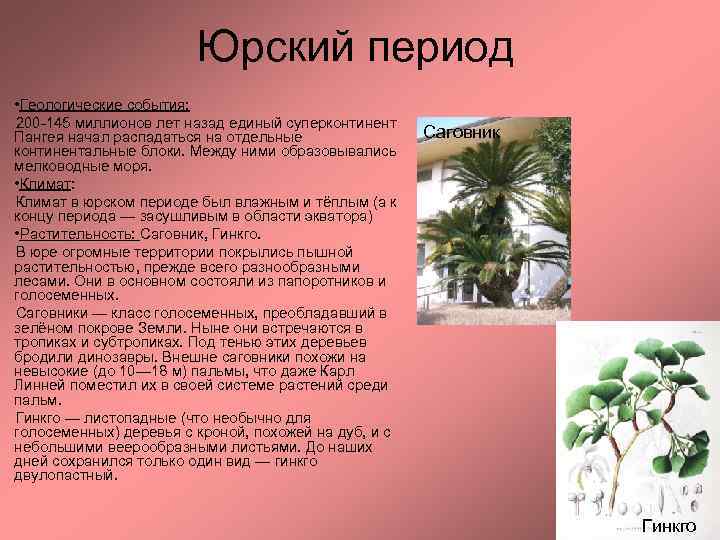 Юрский период • Геологические события: 200 -145 миллионов лет назад единый суперконтинент Пангея начал