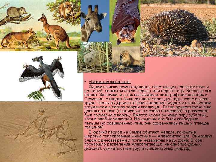  • Наземные животные: Одним из ископаемых существ, сочетающих признаки птиц и рептилий, является