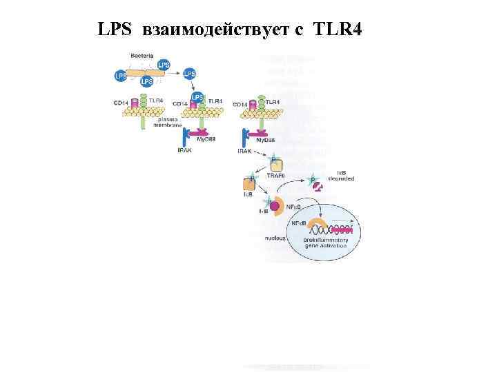 LPS взаимодействует с TLR 4 