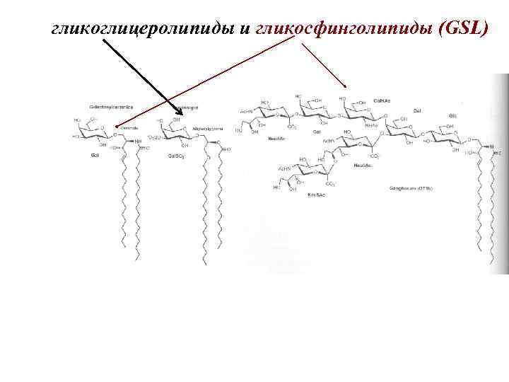 гликоглицеролипиды и гликосфинголипиды (GSL) 