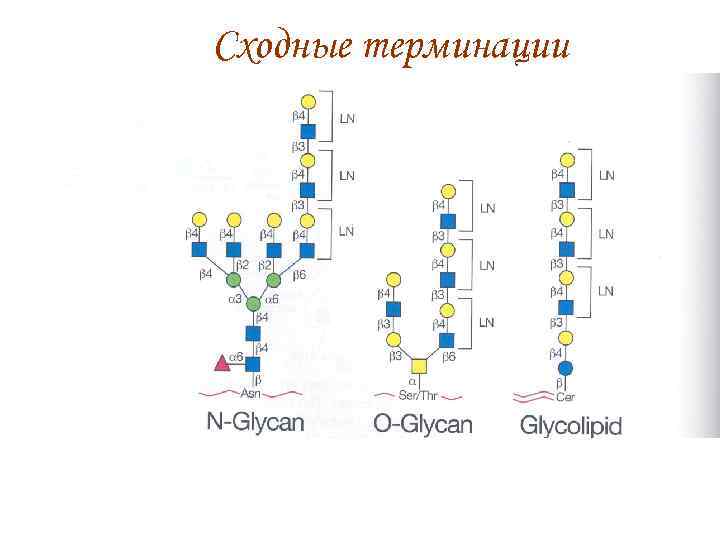 Сходные терминации 