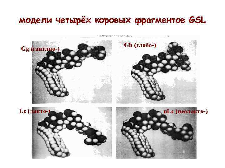 модели четырёх коровых фрагментов GSL Gg (ганглио-) Lc (лакто-) Gb (глобо-) n. Lc (неолакто-)