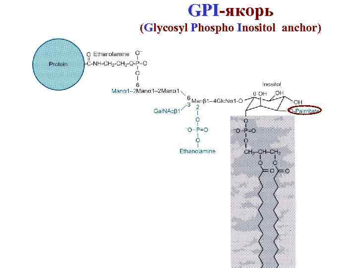 GPI-якорь (Glycosyl Phospho Inositol anchor) 