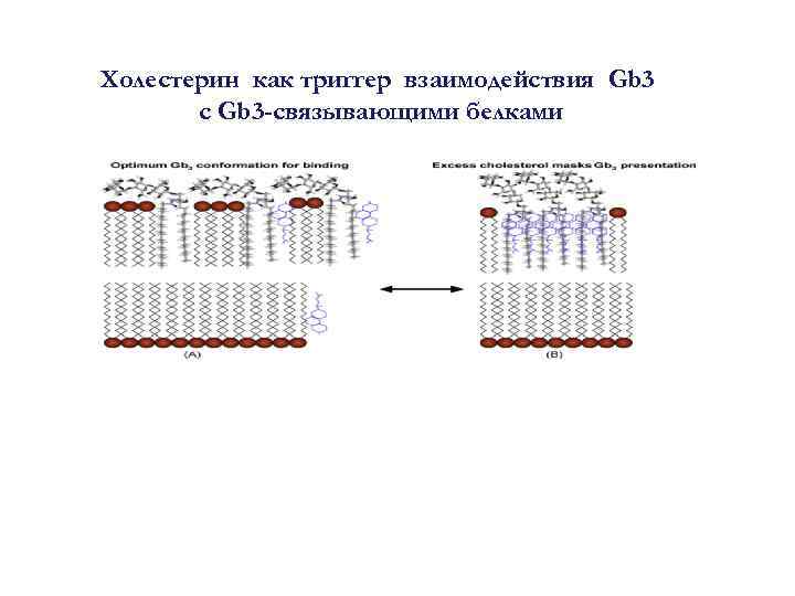 A 405 Холестерин как триггер взаимодействия Gb 3 с Gb 3 -связывающими белками 