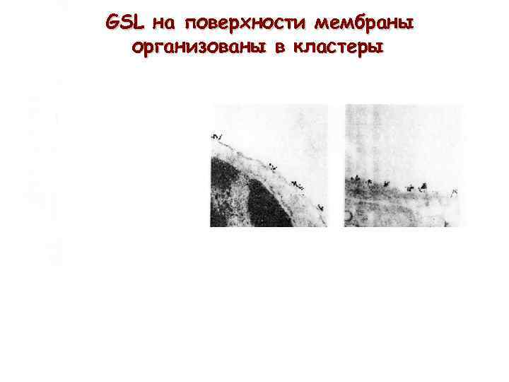 GSL на поверхности мембраны организованы в кластеры 