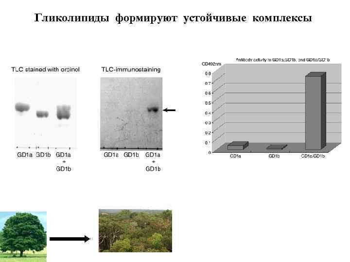 Гликолипиды формируют устойчивые комплексы 