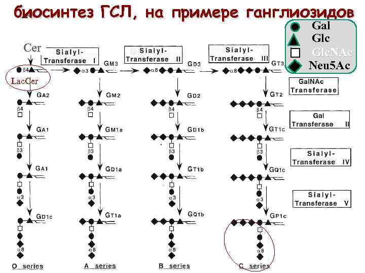 биосинтез ГСЛ, на примере ганглиозидов Cer Lac. Cer Gal Glc. NAc Neu 5 Ac