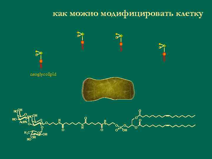 как можно модифицировать клетку neoglycolipid modified HOOH HO O O Ac. HN HOOH O