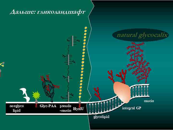 Дальше: гликоландшафт natural glycocalix mucin neoglyco lipid Glyc-PAA pseudo -mucin Hyal. U integral GP