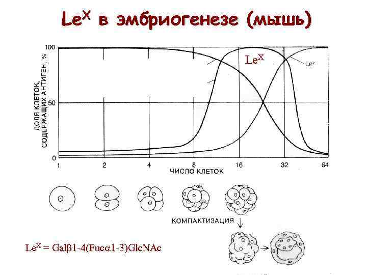 Le. X в эмбриогенезе (мышь) Le. X = Galb 1 -4(Fuca 1 -3)Glc. NAc