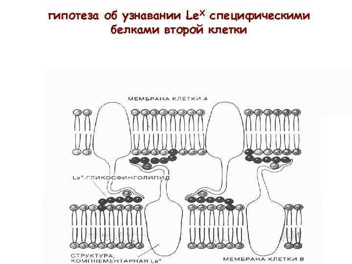 гипотеза об узнавании Le. X специфическими белками второй клетки 