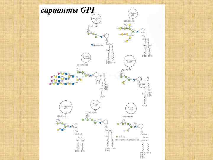варианты GPI 