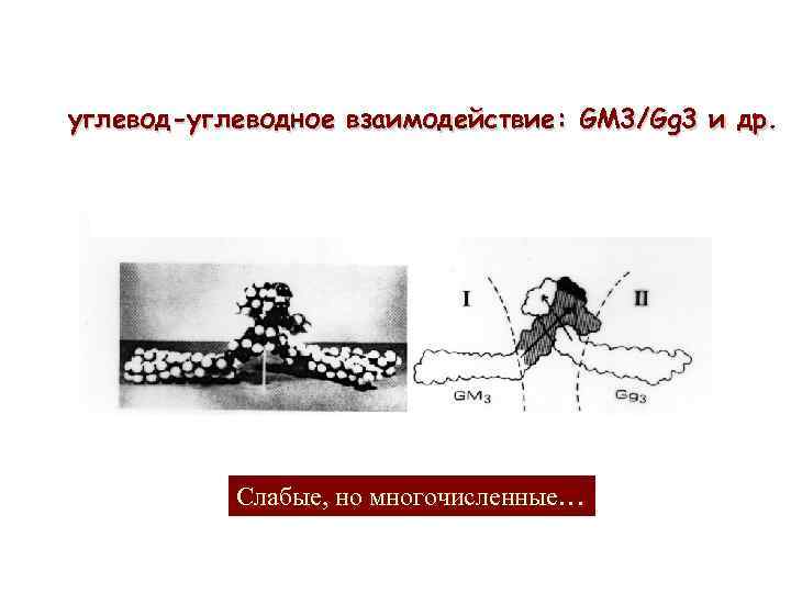 углевод-углеводное взаимодействие: GM 3/Gg 3 и др. Слабые, но многочисленные… 