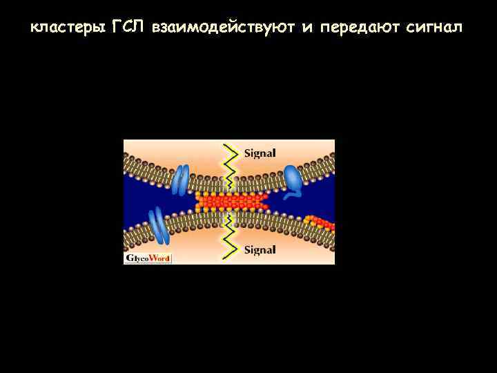 кластеры ГСЛ взаимодействуют и передают сигнал 