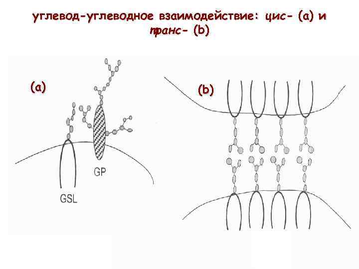 углевод-углеводное взаимодействие: цис- (а) и транс- (b) (а) (b) 