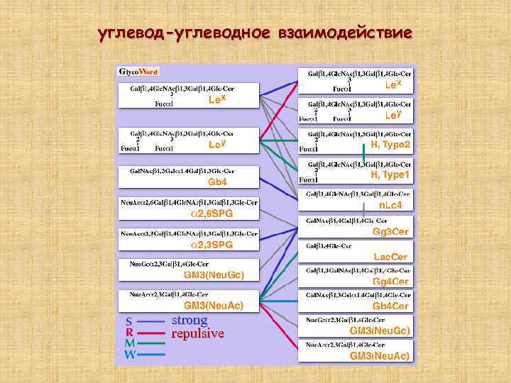 углевод-углеводное взаимодействие strong repulsive 