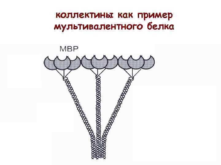 коллектины как пример мультивалентного белка 
