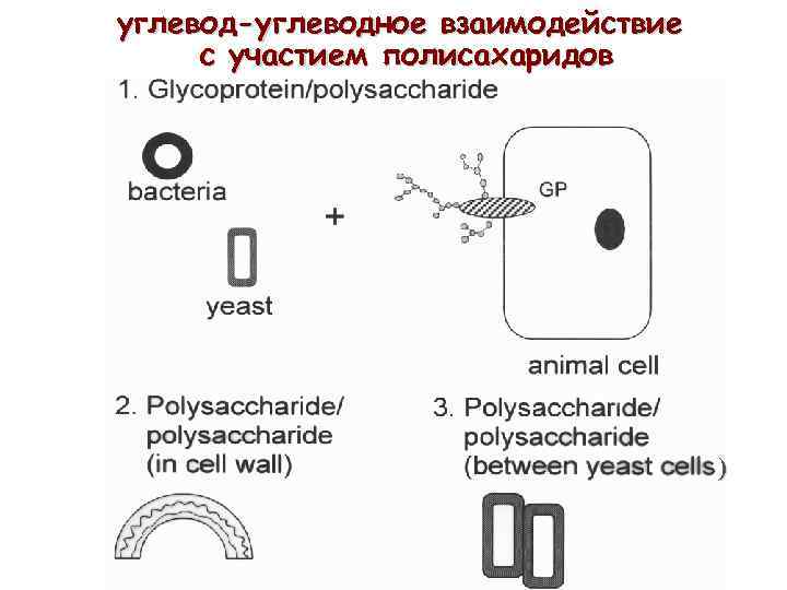 углевод-углеводное взаимодействие с участием полисахаридов ) 