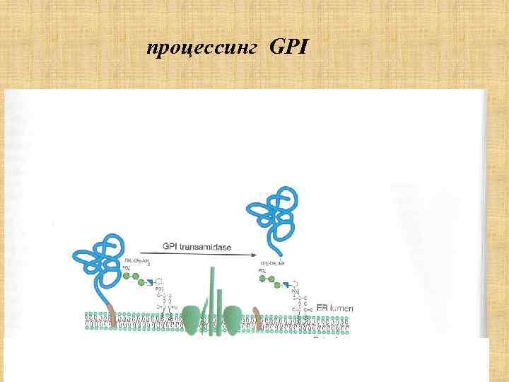 процессинг GPI 