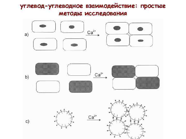 углевод-углеводное взаимодействие: простые методы исследования 