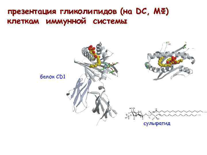 презентация гликолипидов (на DC, MФ) клеткам иммунной системы белок CD 1 сульфатид 