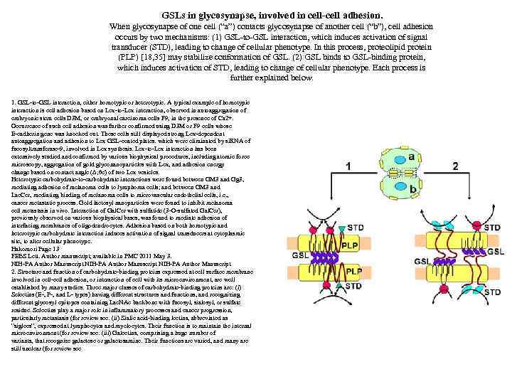 GSLs in glycosynapse, involved in cell-cell adhesion. When glycosynapse of one cell (“a”) contacts