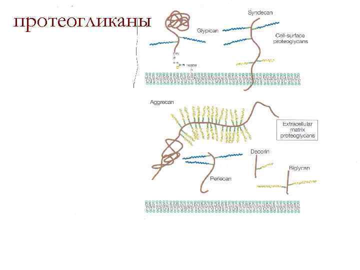 протеогликаны 