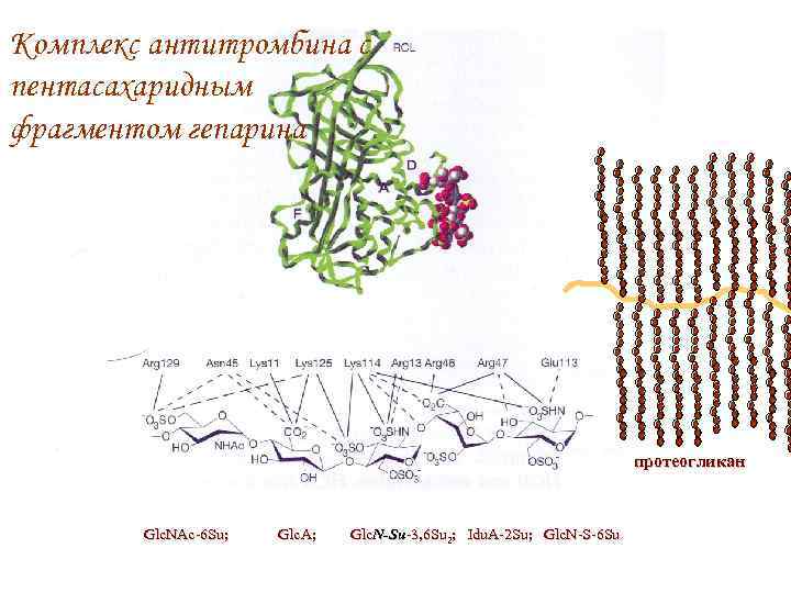 Комплекс антитромбина с пентасахаридным фрагментом гепарина протеогликан Glc. NAc-6 Su; Glc. A; Glc. N-Su-3,