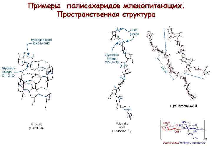 Схема синтеза протеогликанов