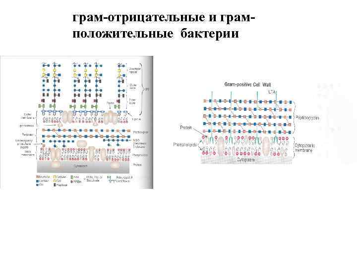 грам-отрицательные и грамположительные бактерии 