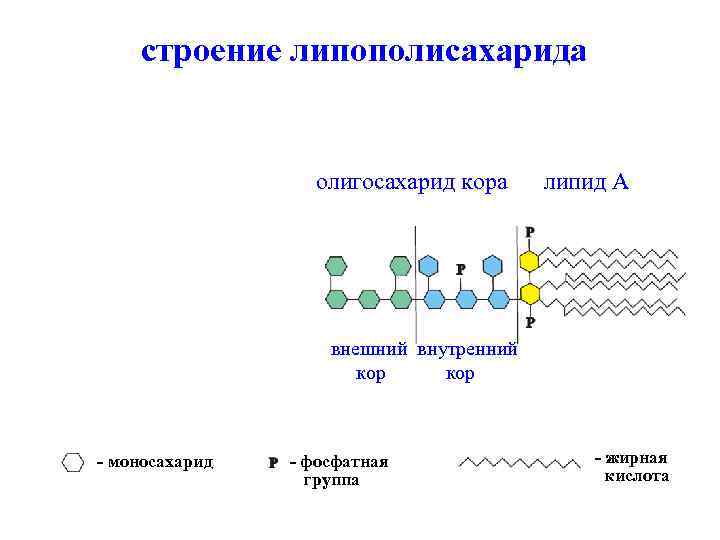 строение липополисахарида S-форма липополисахарида SR-форма липополисахарида первое повторяющееся олигосахарид кора липид A O-полисахарид звено