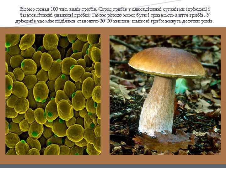 Грибы живут в организме. В яких середовищах можуть жити гриби. Грибит. Презентація до уроку на тему дріжджі-одноклітинні гриби. Яка будова одноклітинних та багатоклітинних грибів.