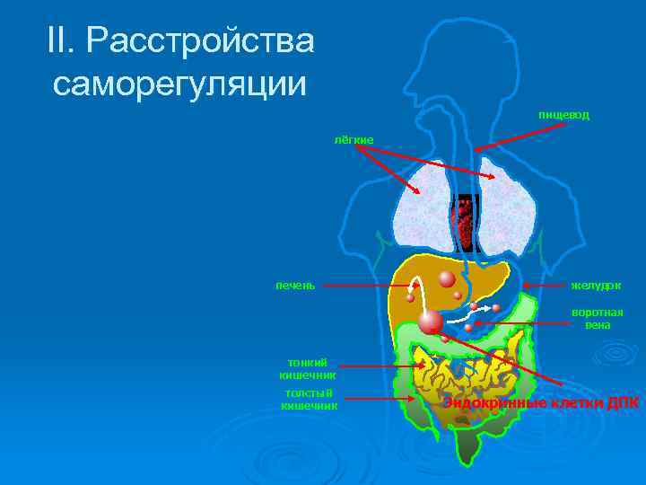 II. Расстройства саморегуляции пищевод лёгкие печень желудок воротная вена тонкий кишечник толстый кишечник Эндокринные