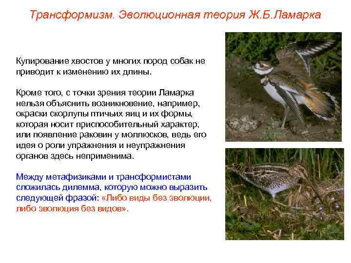 Трансформизм. Эволюционная теория Ж. Б. Ламарка Купирование хвостов у многих пород собак не приводит