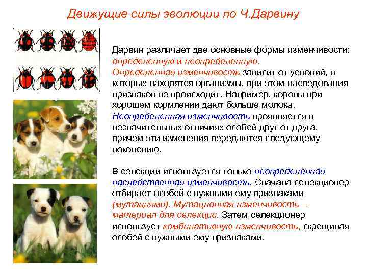 Движущие силы эволюции по Ч. Дарвину Дарвин различает две основные формы изменчивости: определенную и