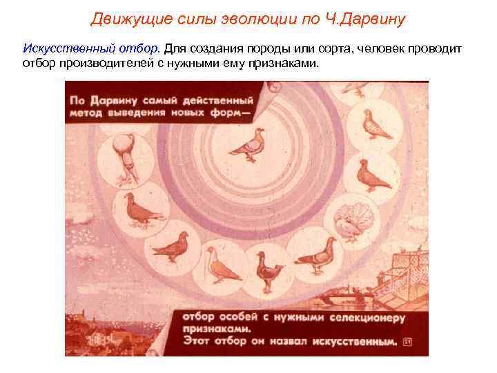 Движущие силы эволюции по Ч. Дарвину Искусственный отбор. Для создания породы или сорта, человек