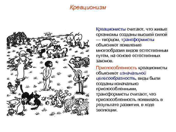Креационизм Креационисты считают, что живые организмы созданы высшей силой — творцом, трансформисты объясняют появление