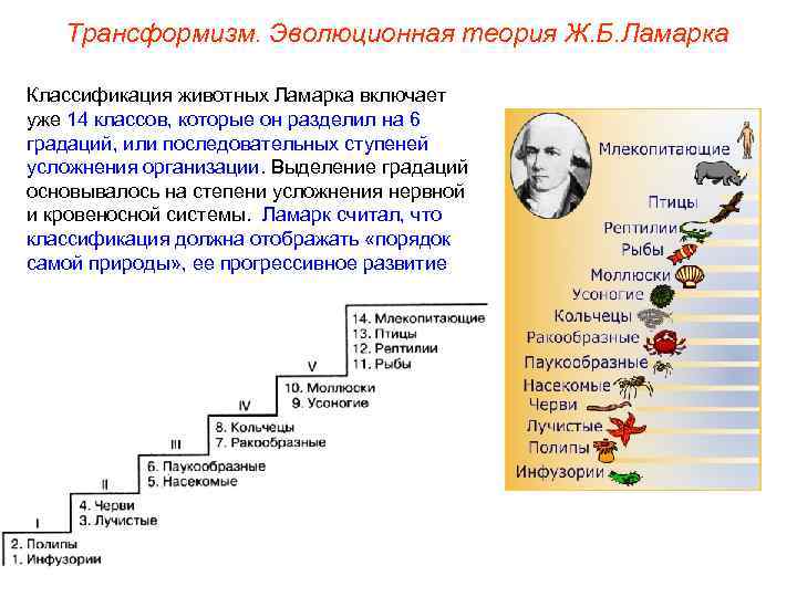 Трансформизм. Эволюционная теория Ж. Б. Ламарка Классификация животных Ламарка включает уже 14 классов, которые