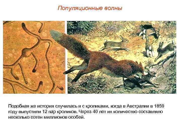 Популяционные волны Подобная же история случилась и с кроликами, когда в Австралии в 1859