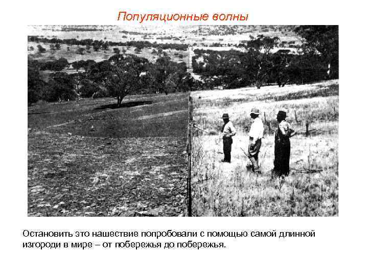 Популяционные волны Остановить это нашествие попробовали с помощью самой длинной изгороди в мире –